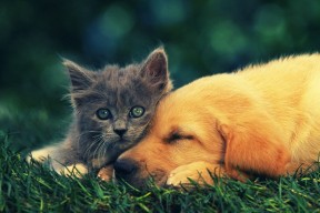 开云体育在线登入-“切尔西决赛3–0胜PSG，捧首个扩军俱乐部世界杯冠军”