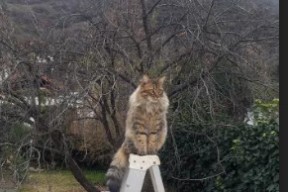 kaiyun开云体育-印度赛制的独特机制：从草根到国际赛事的突破，印度公开赛是排名赛吗