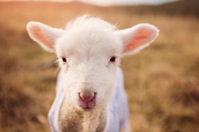 开云app-体育企业加码赛事营销推动跨界合作全面升级，体育产业赛事运营