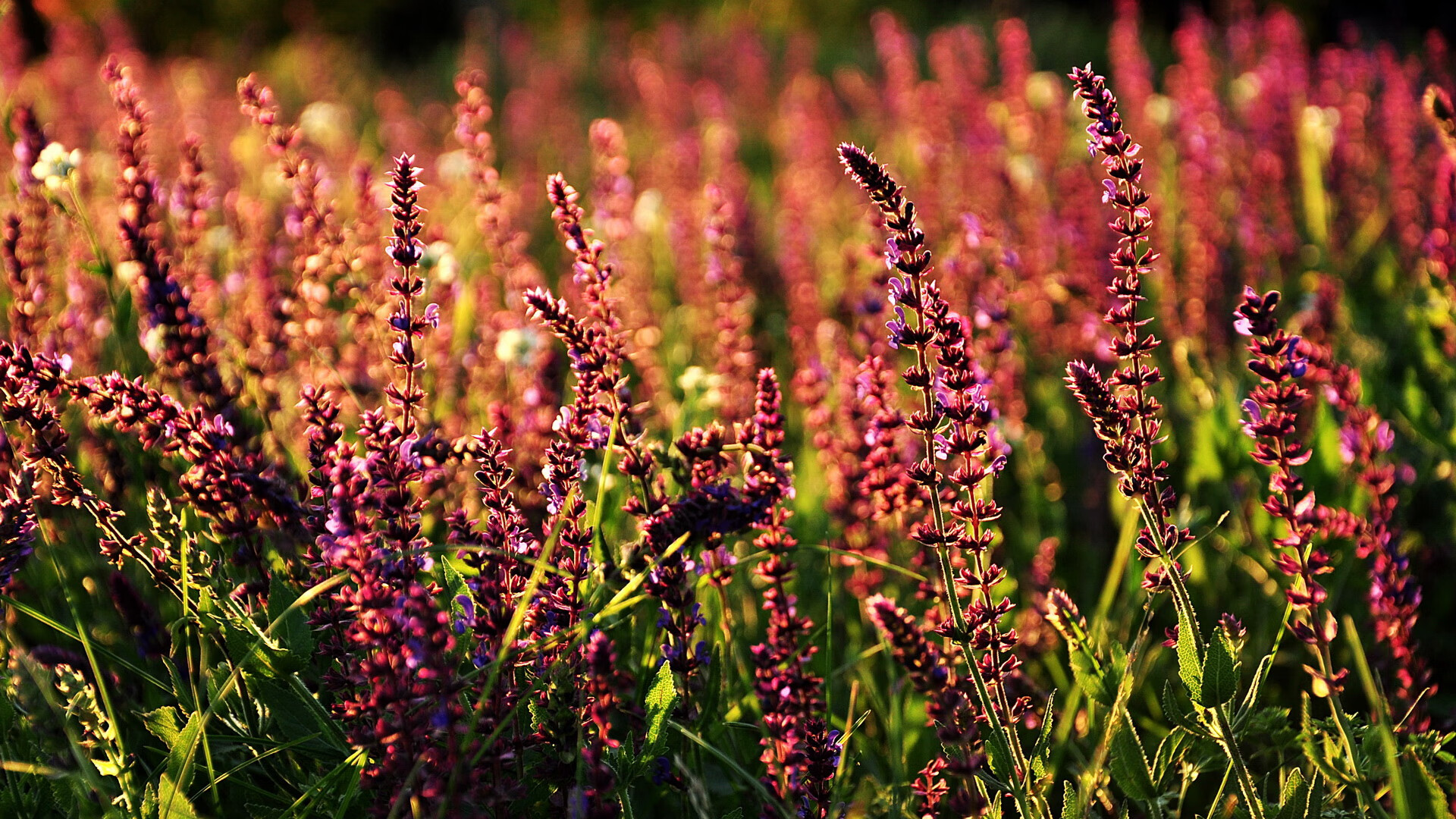 “马科斯·莫奇的稳固防线与出色反应，帮助美洲狮队迎接世界挑战”
